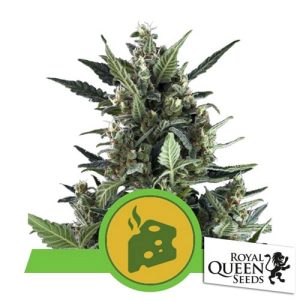 ROYAL QUEEN SEEDS – BLUE CHEESE