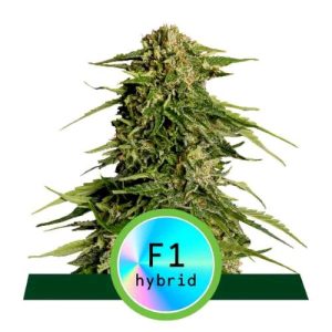 ROYAL QUEEN SEEDS – F1 HYBRIDS EPSILON F1 AUTO