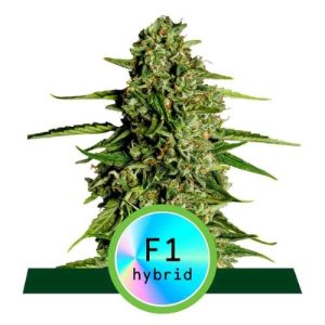 ROYAL QUEEN SEEDS – F1 HYBRIDS MEDUSA F1 AUTO