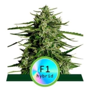 ROYAL QUEEN SEEDS – F1 HYBRIDS TITAN F1 AUTO