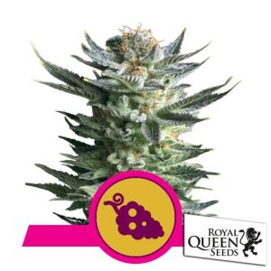 ROYAL QUEEN SEEDS – FRUIT SPIRIT