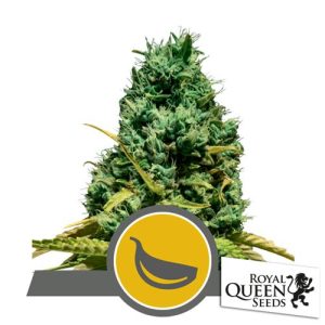 ROYAL QUEEN SEEDS – GARLIC MIST REG