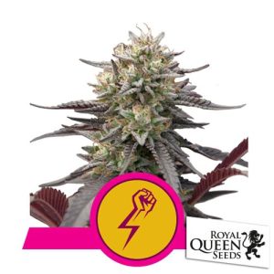 ROYAL QUEEN SEEDS – GREEN CRACK PUNCH