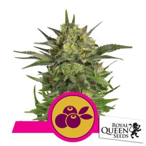 ROYAL QUEEN SEEDS – HAZE BERRY