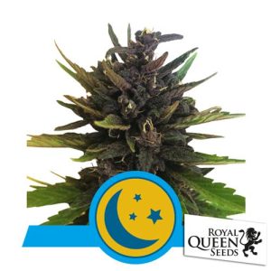 ROYAL QUEEN SEEDS – PURPLEMATIC AUTO CBD