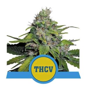 ROYAL QUEEN SEEDS – ROYAL THCV CBD