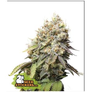 SEED STOCKERS – BRUCE BANNER