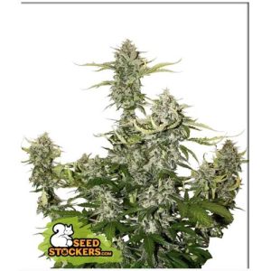 SEED STOCKERS – CANDY DAWG AUTO