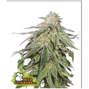 SEED STOCKERS – COOKIES AND CREAM AUTO