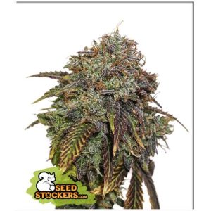 SEED STOCKERS – GELATO 41 AUTO