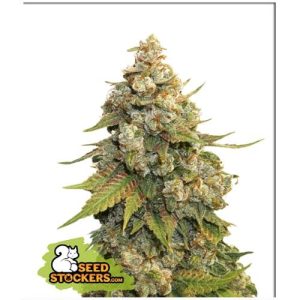 SEED STOCKERS – GOLDEN LEMON HAZE