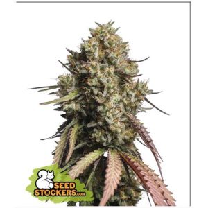 SEED STOCKERS – GORILLA COOKIES AUTO