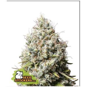 SEED STOCKERS – JACK HERER