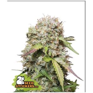 SEED STOCKERS – JACK HERER AUTO