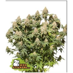 SEED STOCKERS – MOBY DICK