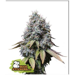 SEED STOCKERS – SOUR DIESEL