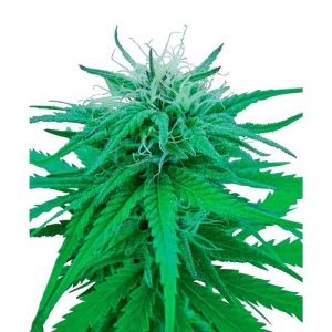 SENSI SEEDS – RUDERALIS INDICA REGULAR