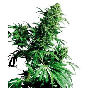 SENSI SEEDS – SHIVA SHANTI REGULAR