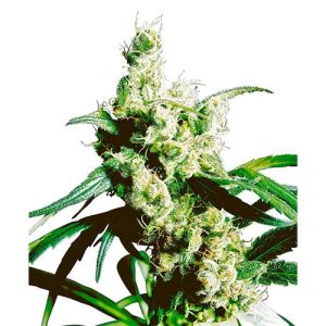 SENSI SEEDS – SILVER HAZE REGULAR