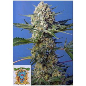 SWEET SEEDS – CRYSTAL CANDY F1 FAST VERSION