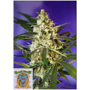 SWEET SEEDS – FAST BUD #2 AUTO