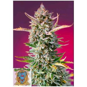 SWEET SEEDS – GORILLA SHERBET F1 FAST VERSION