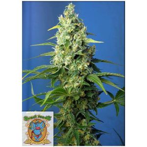 SWEET SEEDS – HONEY PEACH AUTO CBD