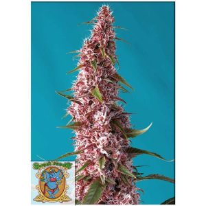 SWEET SEEDS – RED PURE AUTO CBD