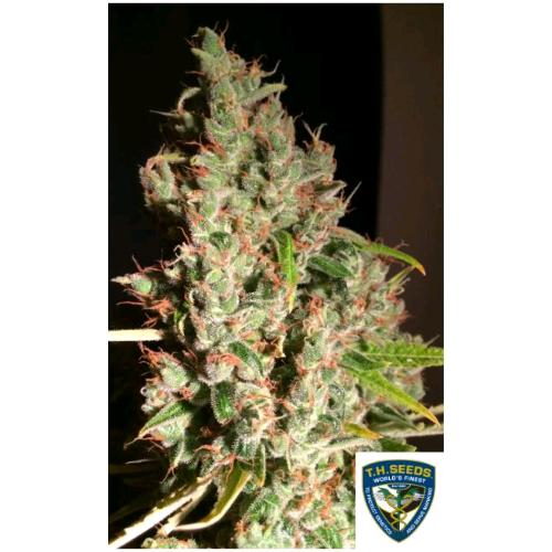 TH SEEDS – MOB MOTHER OF BERRIES 710 Limited Special Pack