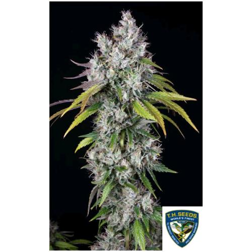 TH SEEDS – UNDERDAWG