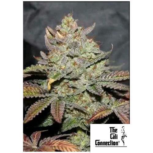 THE CALI CONNECTION – GIRLS SCOUT COOKIES