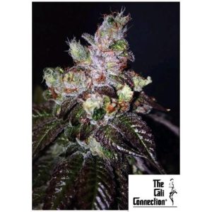 THE CALI CONNECTION – ISLAND PUNCH AUTO