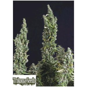 TRIKOMA SEEDS – NICOLE OG KUSH