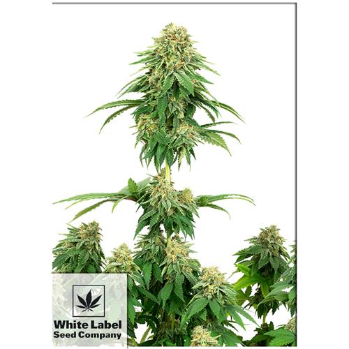 WHITE LABEL – GIRL SCOUT COOKIES