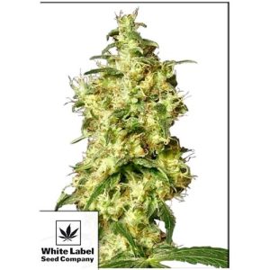 WHITE LABEL – WHITE WIDOW AUTOMATIC