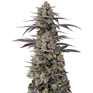 Triploid F1 Tropicana Cherry